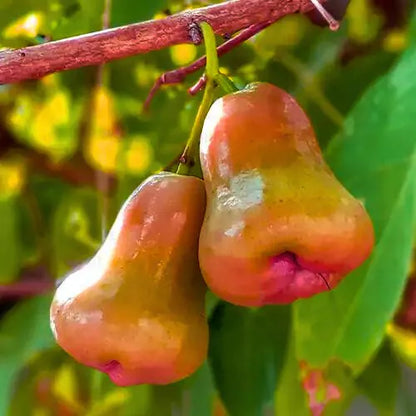 Wax Apple | Java Apple | Chinese Apple