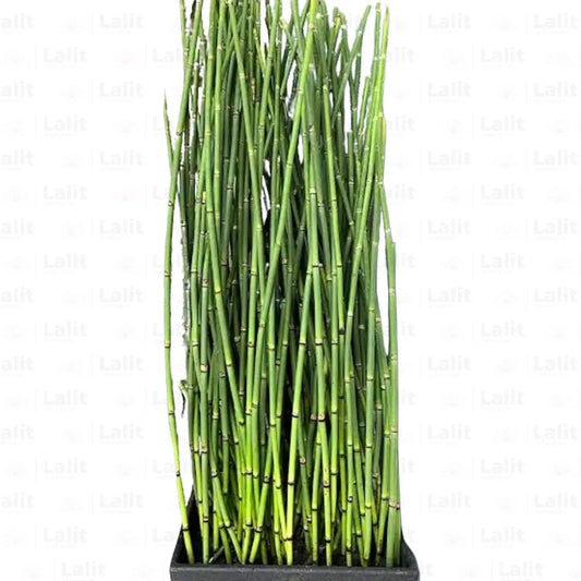 Buy Water Bamboo (Equisetum) – Plant Online at Lalitenterprise