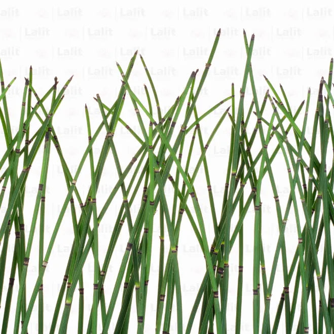 Buy Water Bamboo (Equisetum) – Plant Online at Lalitenterprise