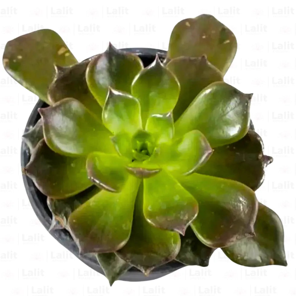Buy Vishnu Kamal | Succulent | - Plant Online at Lalitenterprise
