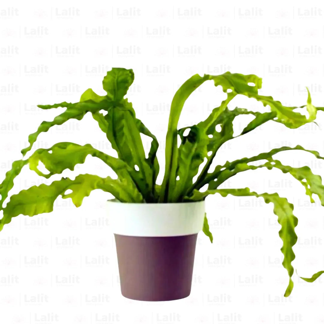 Buy  Victoria Lady Fern - Plant Online at Lalitenterprise