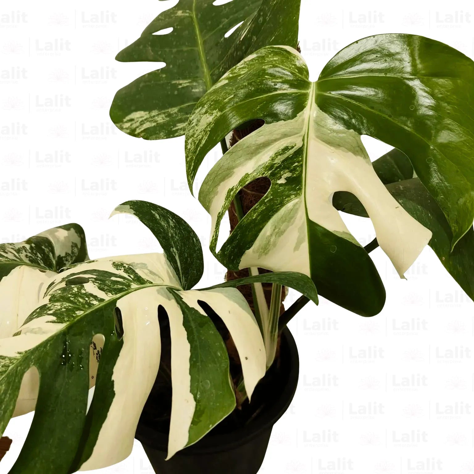 buy monstera albo online Variegated Monstera Albo (Monstera Deliciosa)