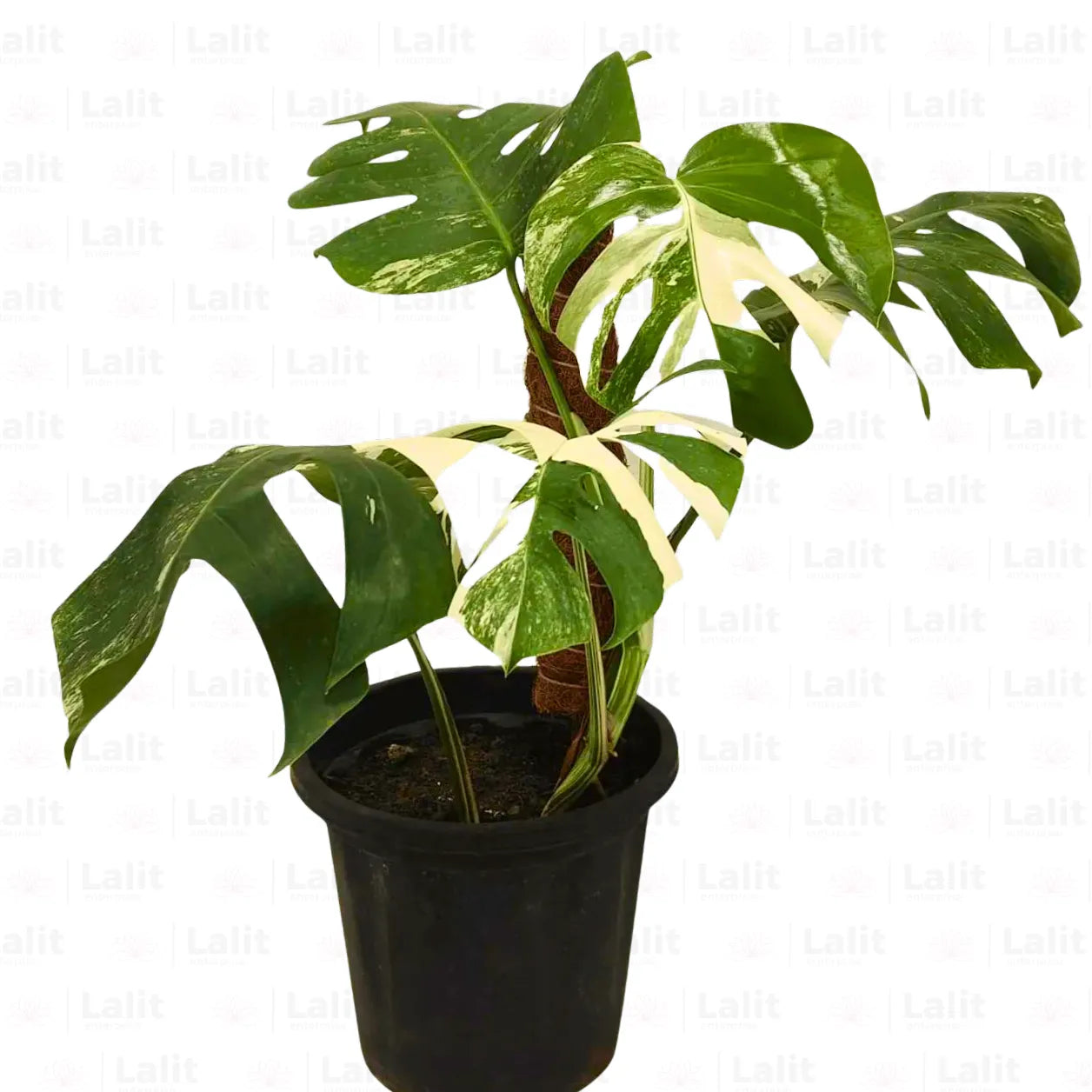 Buy Monstera deliciosa - Plant Online at Lalitenterprise