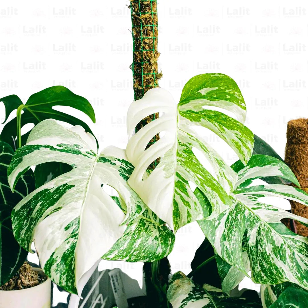Buy Variegated Monstera Albo (Monstera deliciosa) - Plant Online at Lalitenterprise
