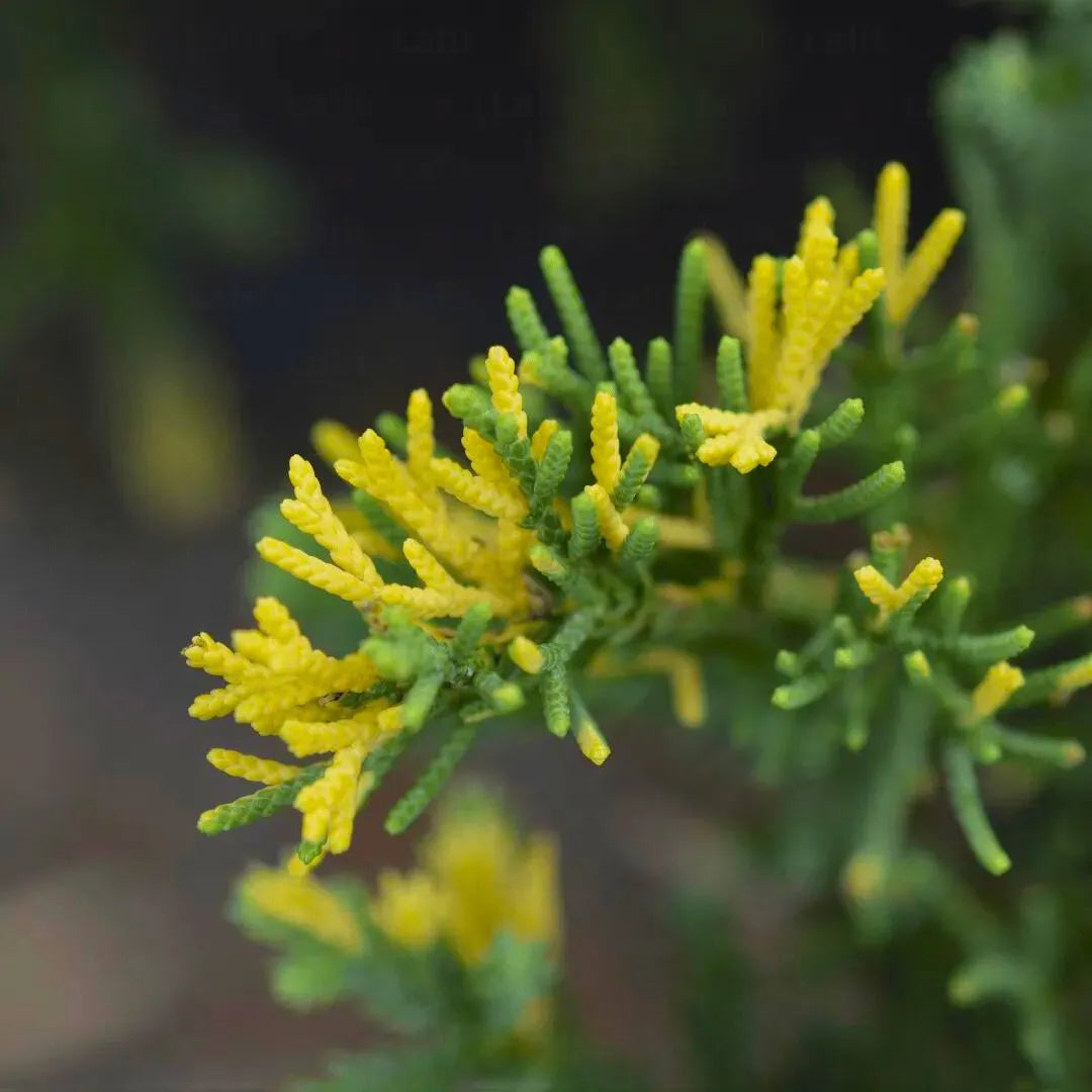 Buy Juniperus Procumbens Variegata - Plant Online at Lalitenterprise