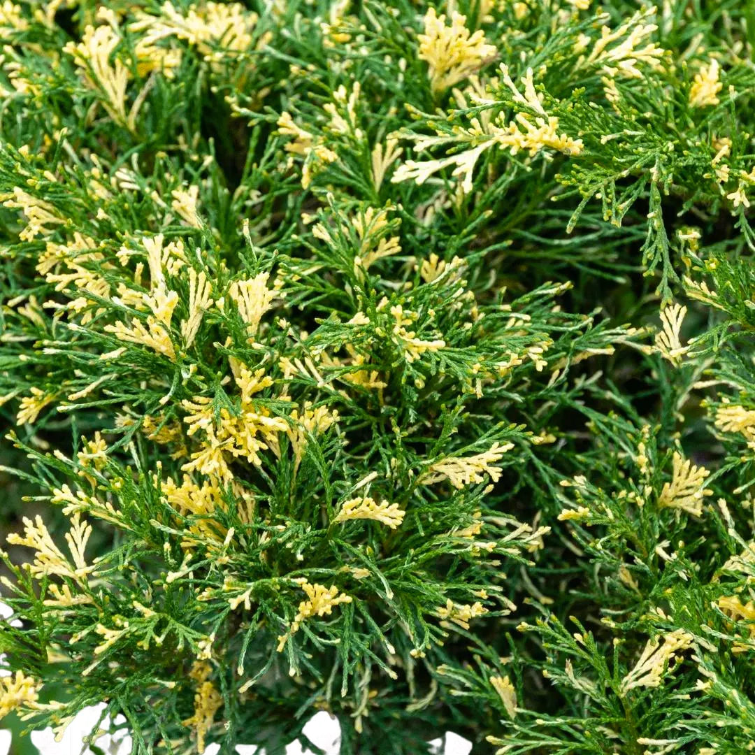 Buy Variegated Juniper (Juniperus Procumbens Variegata) - Plant Online at Lalitenterprise