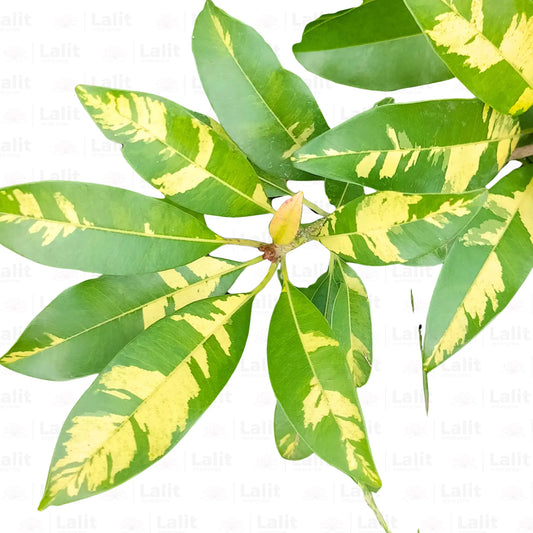 Buy Variegated Chiku (Sapodilla Variegated) "Grafted" - Plant Online at Lalitenterprise