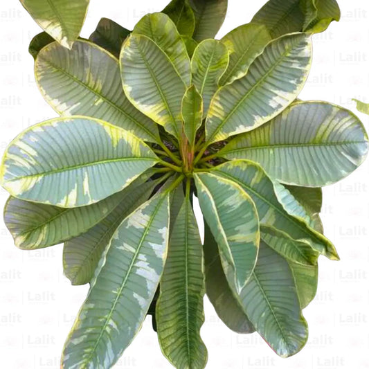 Buy Variegated Ametrine Plumeria - Plant Online at Lalitenterprise