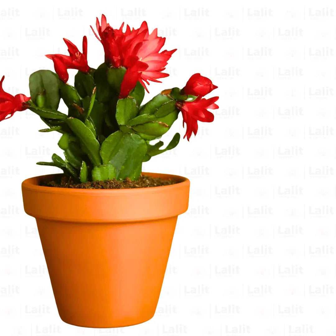 Buy Christmas Cactus (Schlumbergera bridgesii) - Plant Online at Lalitenterprise