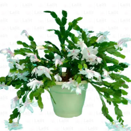 Buy Christmas Cactus White - Plant Online at Lalitenterprise