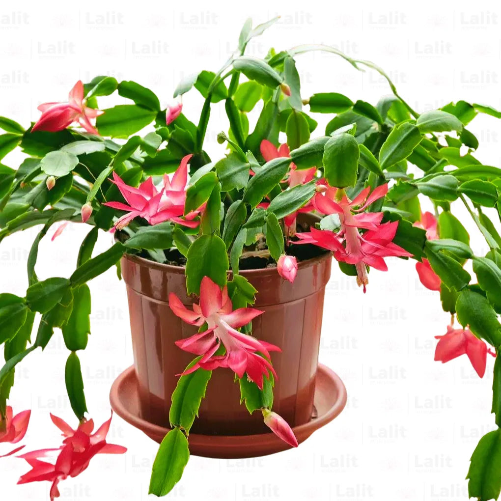 Buy Christmas Cactus (Schlumbergera bridgesii) - Plant Online at Lalitenterprise