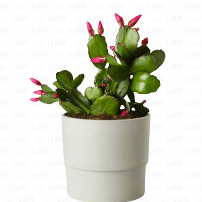 Buy Christmas Cactus Red - Plant Online at Lalitenterprise
