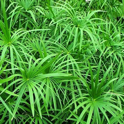 Buy Umbrella Palm (Cyperus Alternifolius) - Plant Online at Lalitenterprise