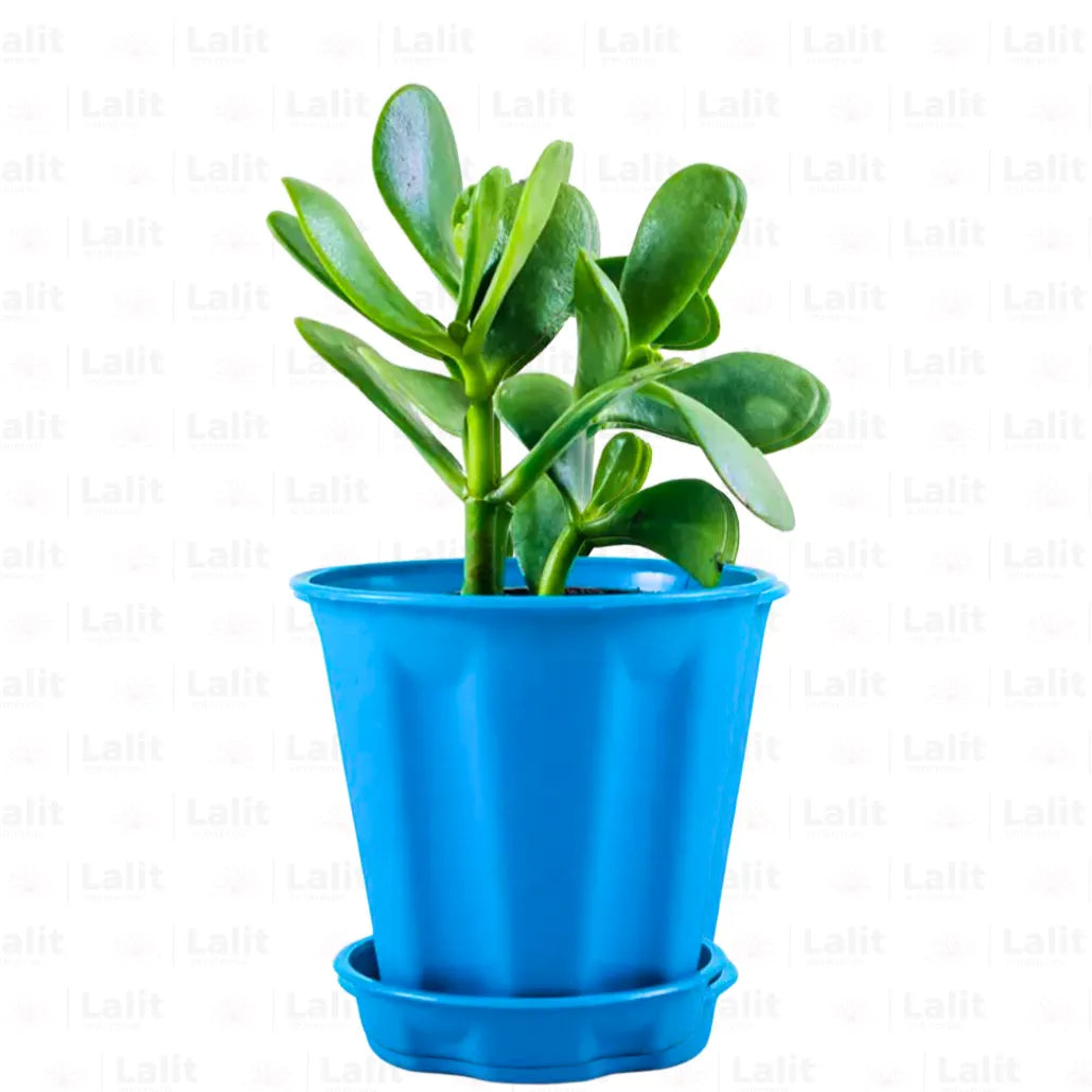 Buy Crassula Ovata Plant Online at Lalitenterprise