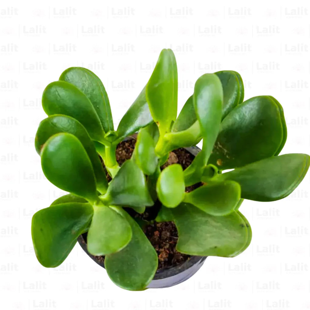 Buy Crassula Ovata Plant Online at Lalitenterprise