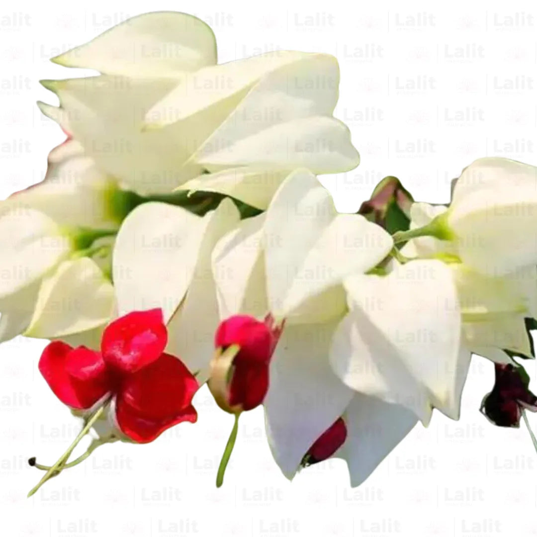Buy Clerodendrum Thomsoniae - Plant Online at Lalitenterprise