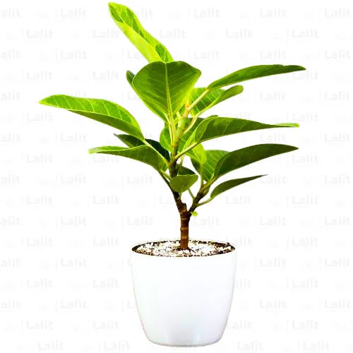 Buy Rubber Plant Variegated (Ficus Elastica) “Lemon Lime” - Plant Online at Lalitenterprise