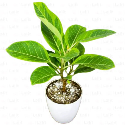 Buy Ficus Elastica  - Plant Online at Lalitenterprise