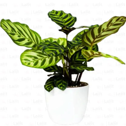 Buy Calathea Peacock "Calathea Makoyana" – Plant Online at Lalitenterprise