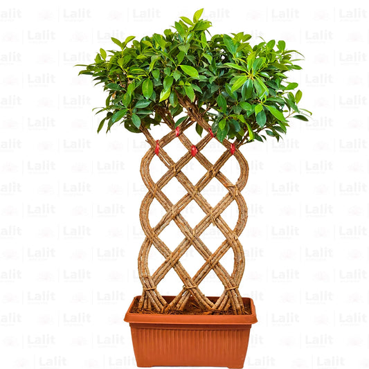Buy Netted Ficus Tree (Grided Ficus)  "3 Layer" - Plant Online at Lalitenterprise