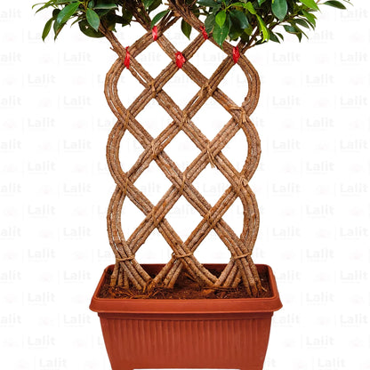 Buy Grided Ficus  - Plant Online at Lalitenterprise