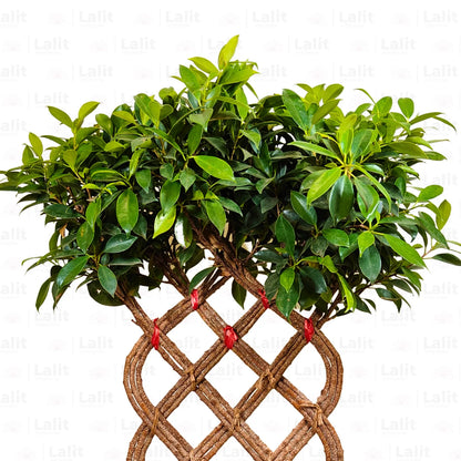 Buy Netted Ficus  - Plant Online at Lalitenterprise