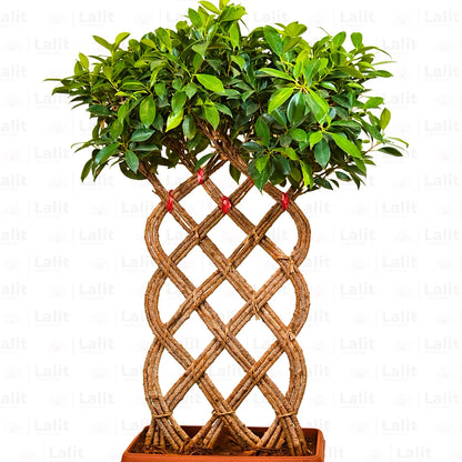 Buy Netted Ficus Tree (Grided Ficus) "3 Layer" - Plant Online at Lalitenterprise