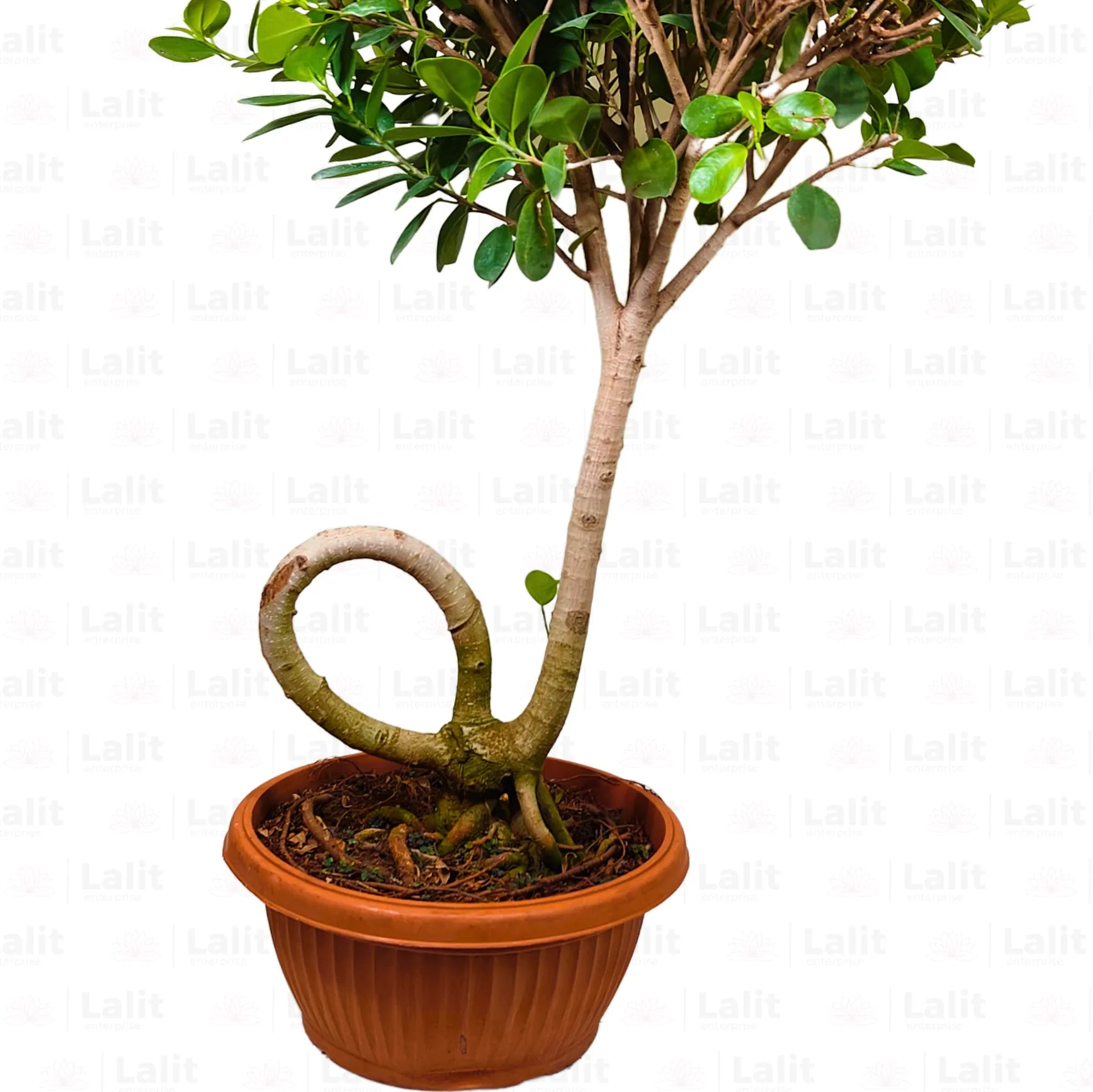 Buy Ficus Microcarpa Moclame - Plant Online at Lalitenterprise
