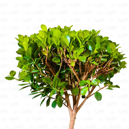 Buy Ficus Bonsai J- Shape  - Plant Online at Lalitenterprise