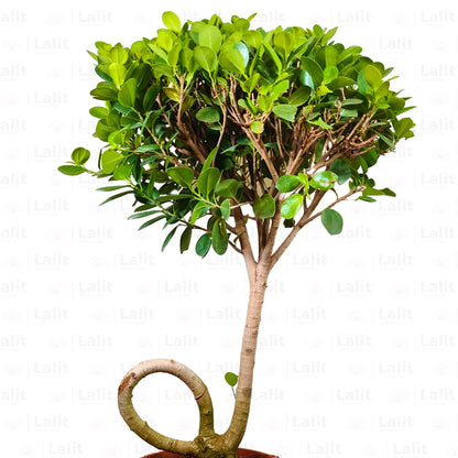 Buy Ficus Microcarpa Moclame ( Bonsai J- Shape ) - Plant Online at Lalitenterprise