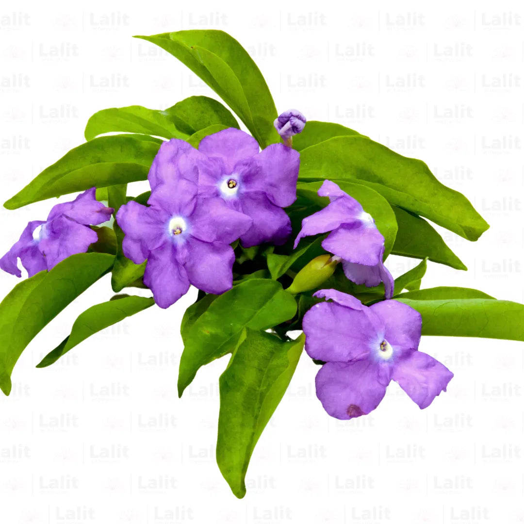 Buy Brunfelsia Pauciflora - Plant Online at Lalitenterprise