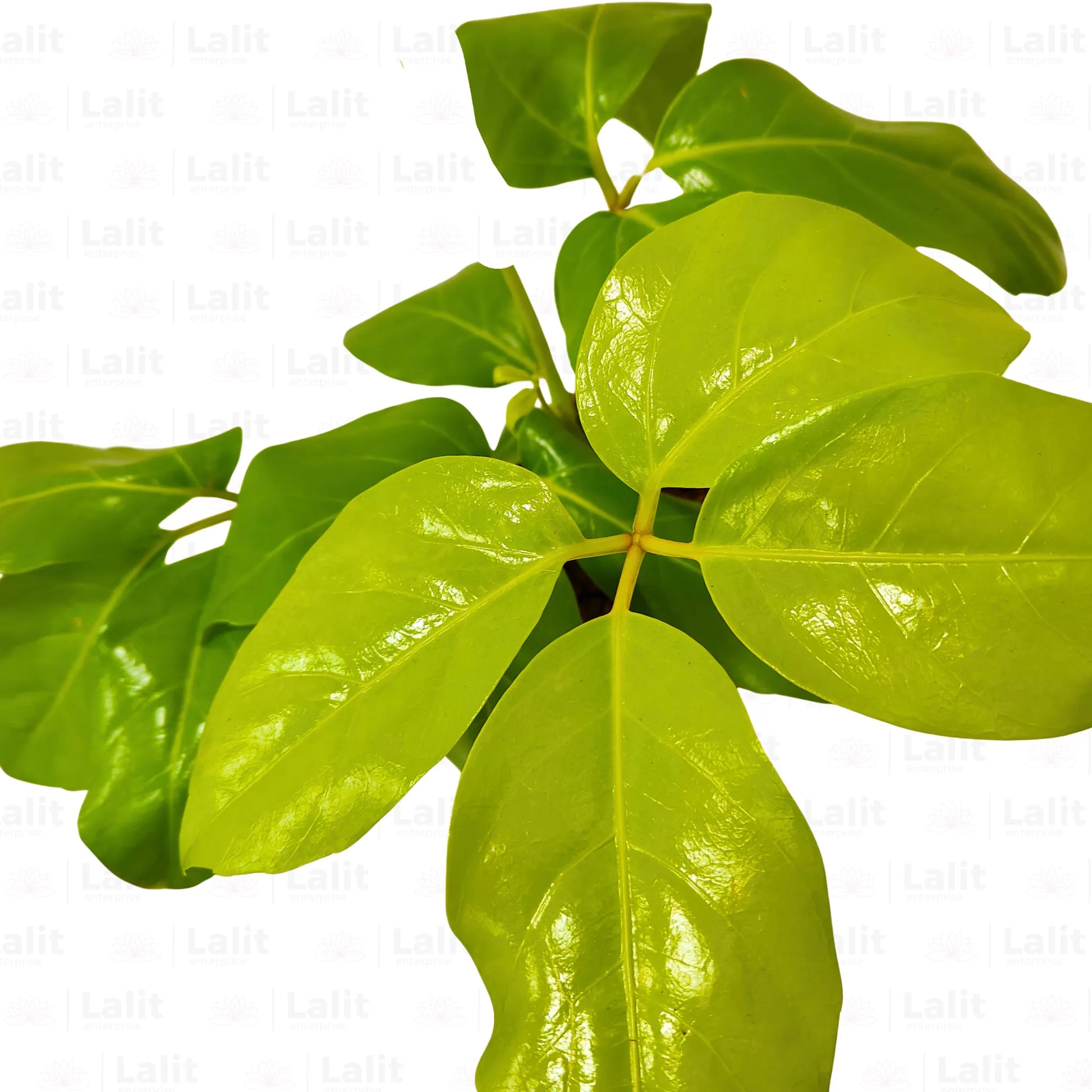 Buy  Schefflera Actinophylla - Plant Online at Lalitenterprise