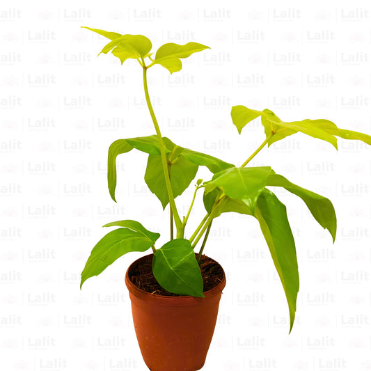 Buy Golden Brassia (Schefflera Actinophylla) - Plant Online at Lalitenterprise