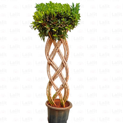 Buy Netted Ficus Tree (Grided Ficus) "2 Layer" - Plant Online at Lalitenterprise
