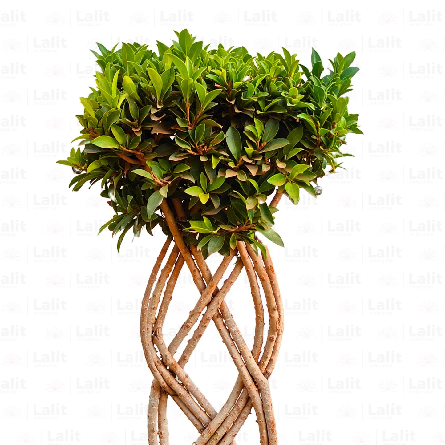 Buy Netted Ficus Tree  "2 Layer" - Plant Online at Lalitenterprise