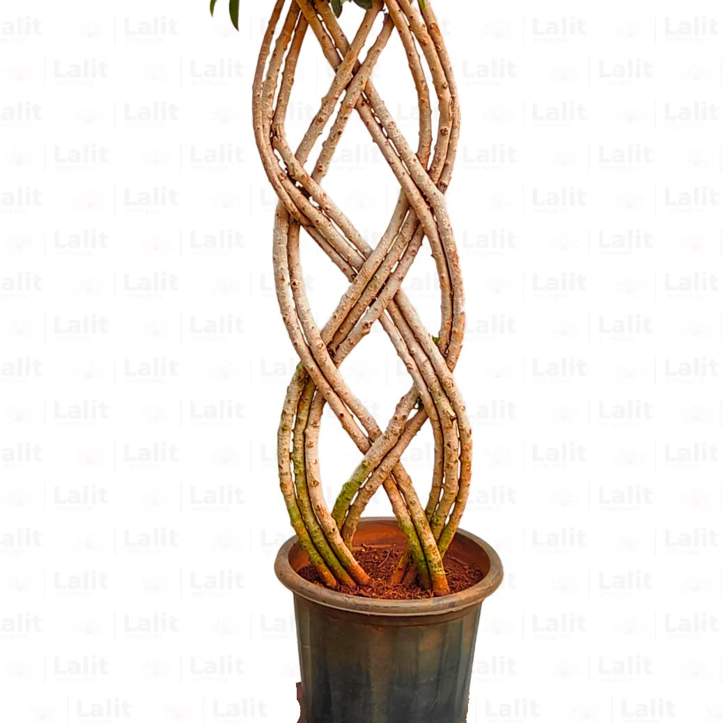 Buy Netted Ficus Tree (Grided Ficus) "2 Layer" - Plant Online at Lalitenterprise
