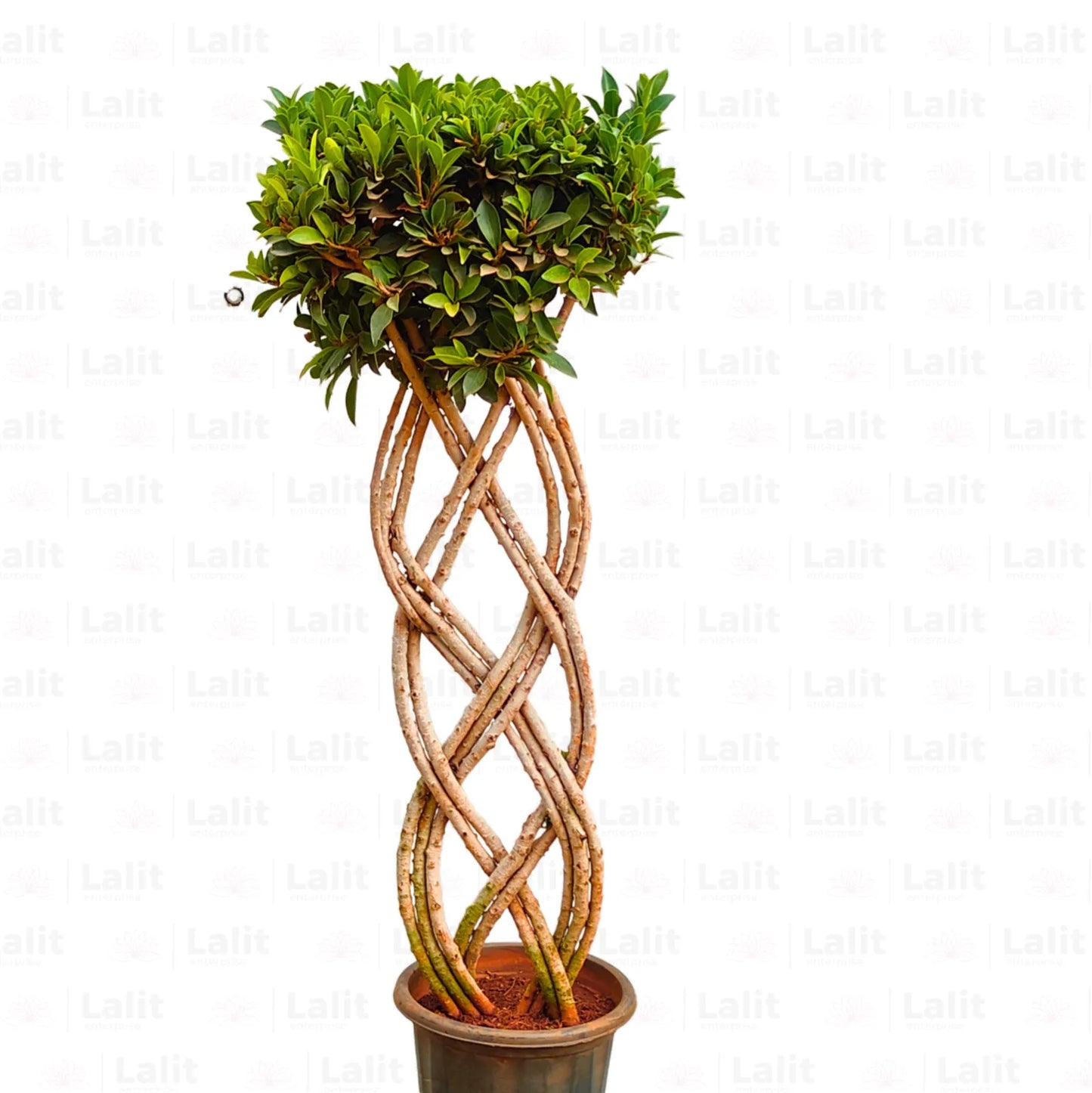 Buy Grided Ficus "2 Layer" - Plant Online at Lalitenterprise