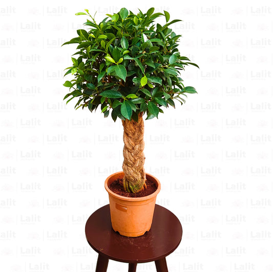 Buy Ficus Benjamina (Braided Ficus) - Plant Online at Lalitenterprise