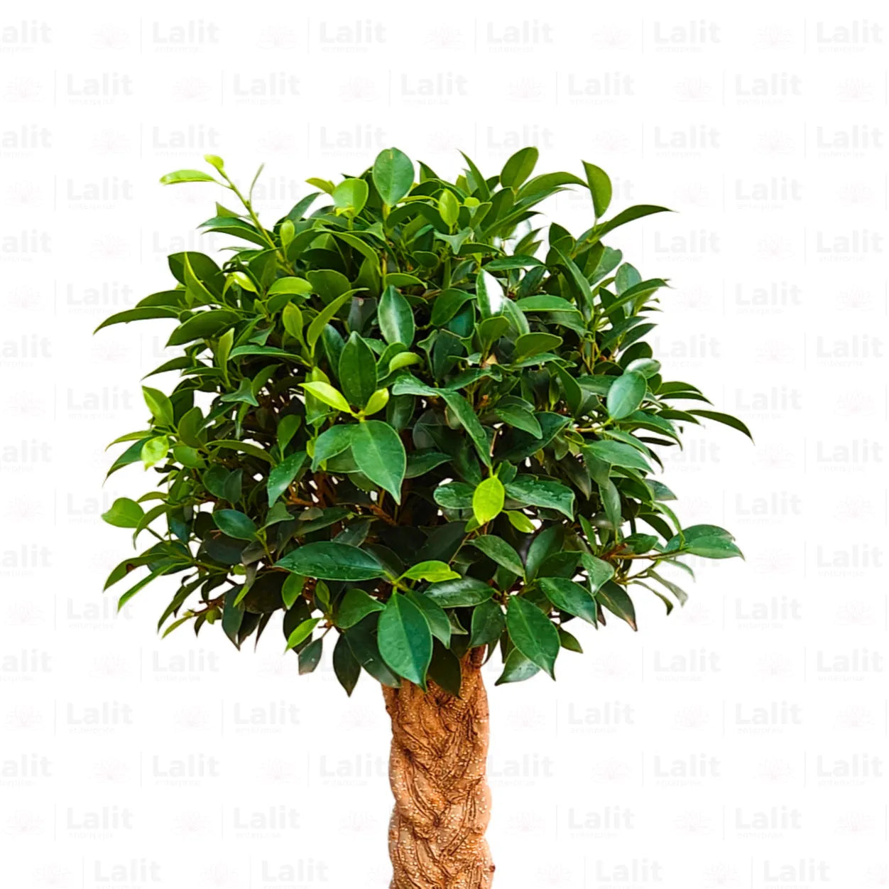 Buy Ficus Benjamina - Plant Online at Lalitenterprise