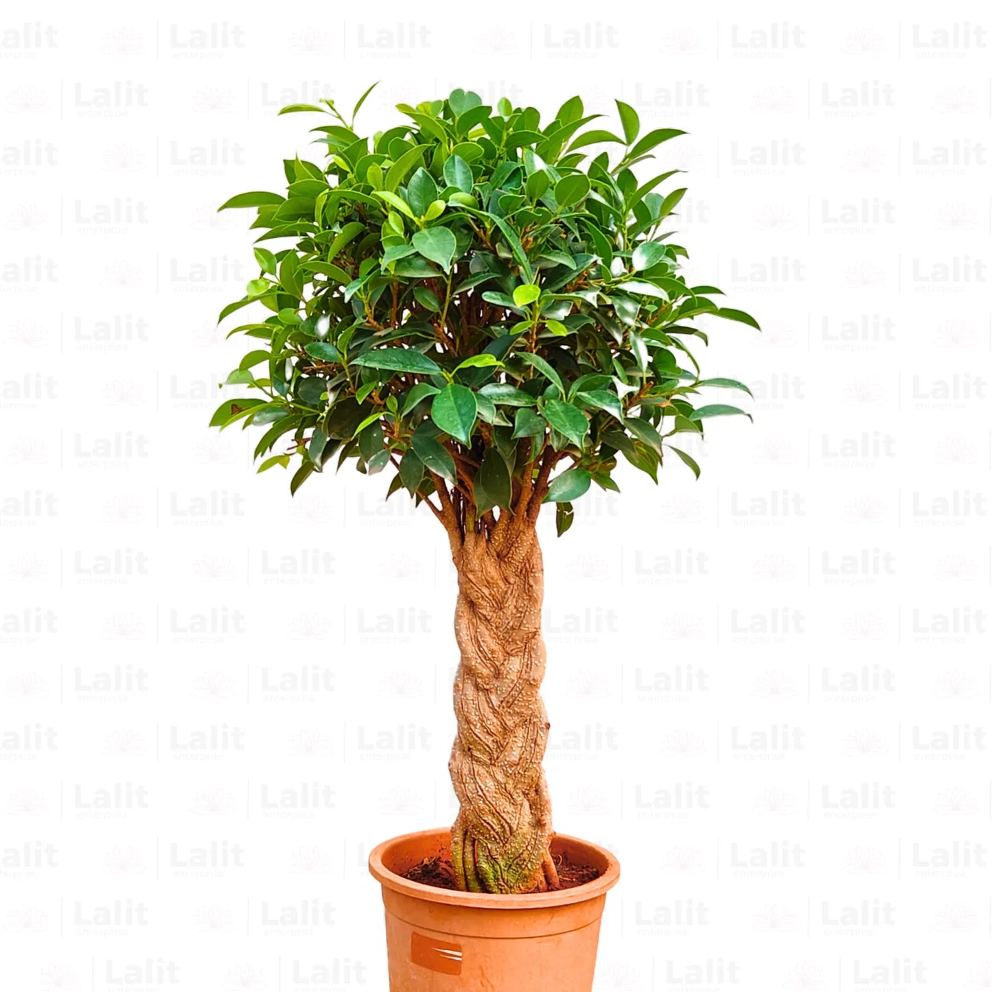 Buy Ficus Benjamina (Braided Ficus) - Plant Online at Lalitenterprise
