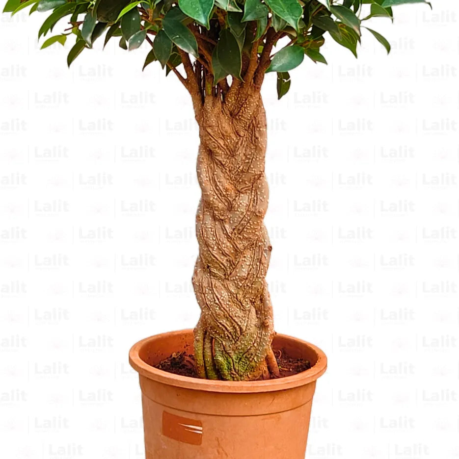 Buy  Braided Ficus - Plant Online at Lalitenterprise