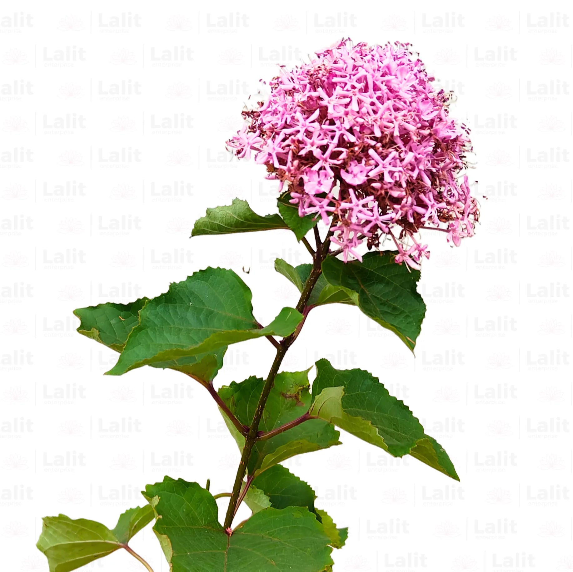 Buy Mexican Hydrangea (Rose Glory Bower) - Plant Online at Lalitenterprise