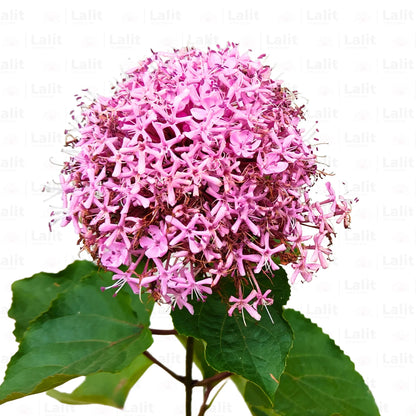Buy Mexican Hydrangea (Rose Glory Bower) - Plant Online at Lalitenterprise