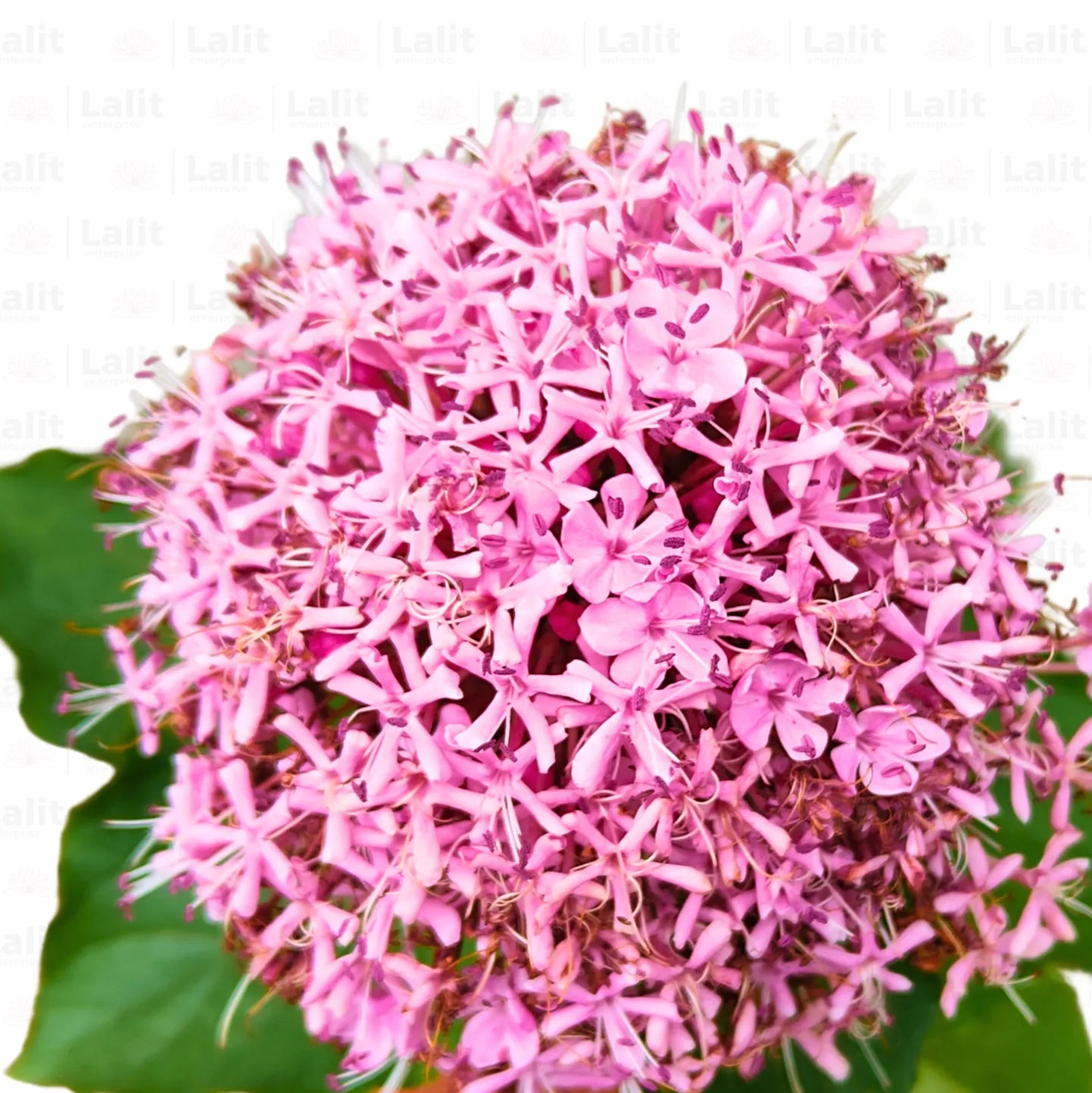 Buy Mexican Hydrangea - Plant Online at Lalitenterprise