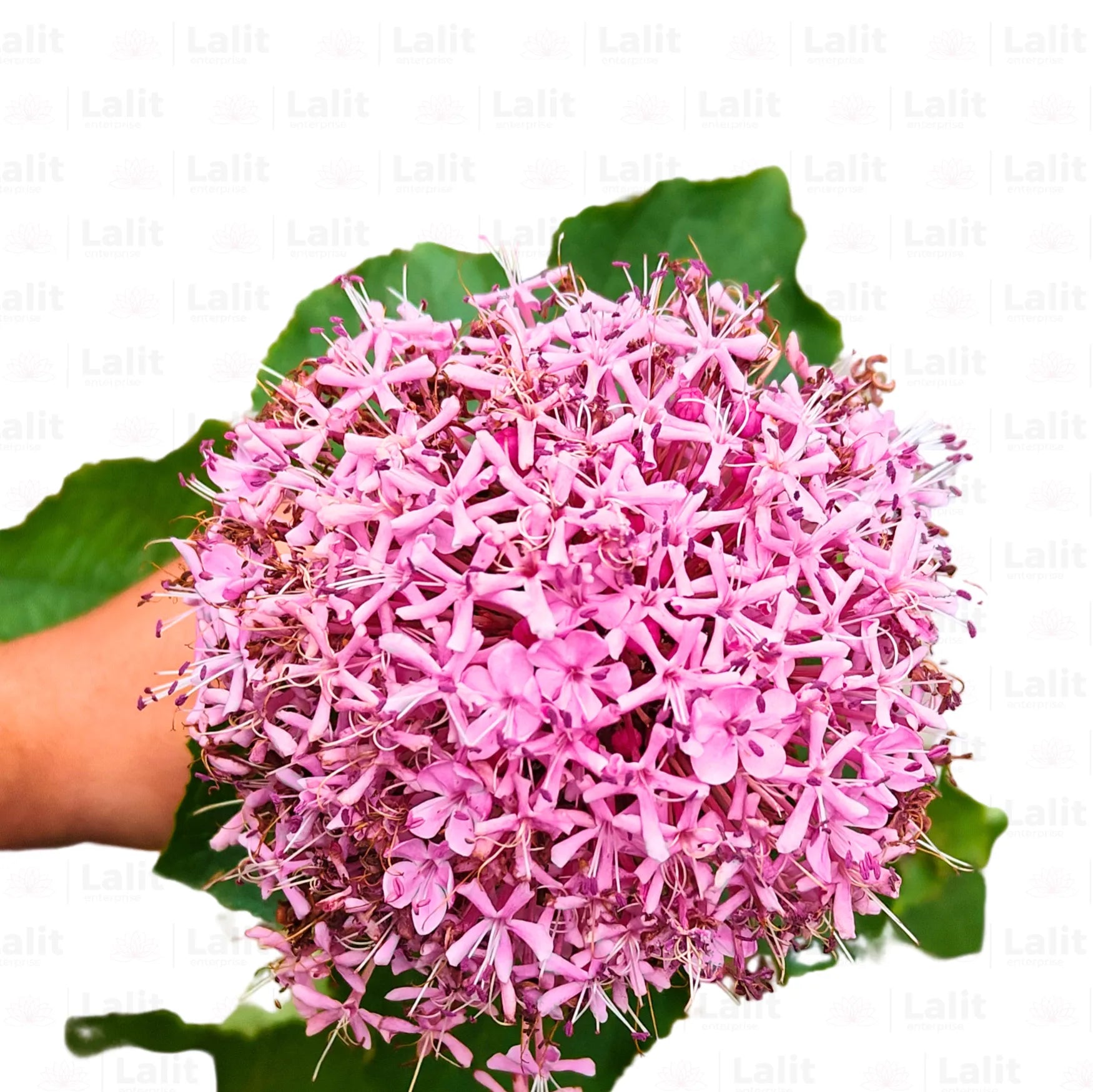 Buy Rose Glory Bower - Plant Online at Lalitenterprise