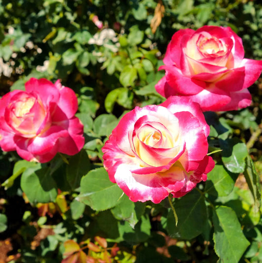 Buy Rosa "Double Delight" | Rose Plant Online at Lalitenterprise