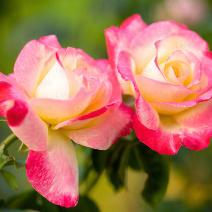 Buy Rosa "Double Delight" Plant Online at Lalitenterprise