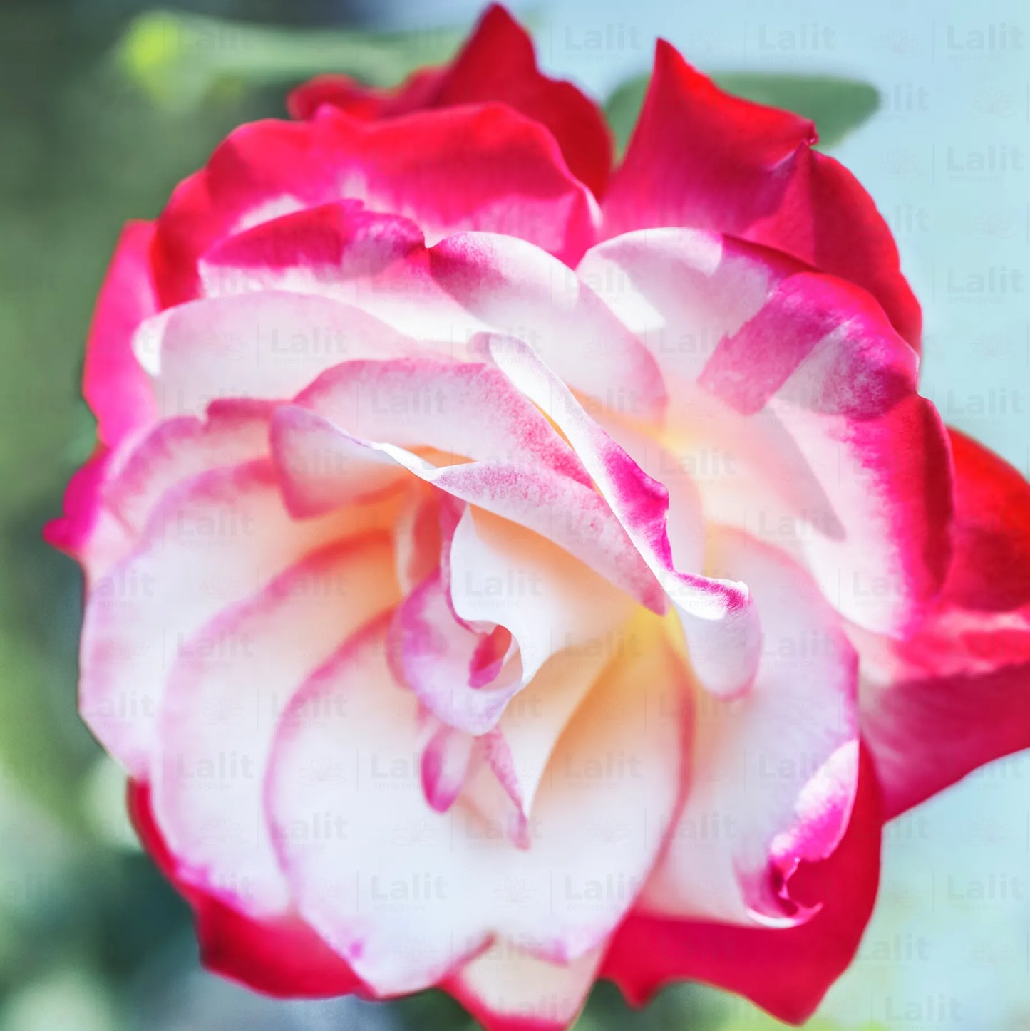 Buy Rosa "Double Delight" | Rose Plant Online at Lalitenterprise
