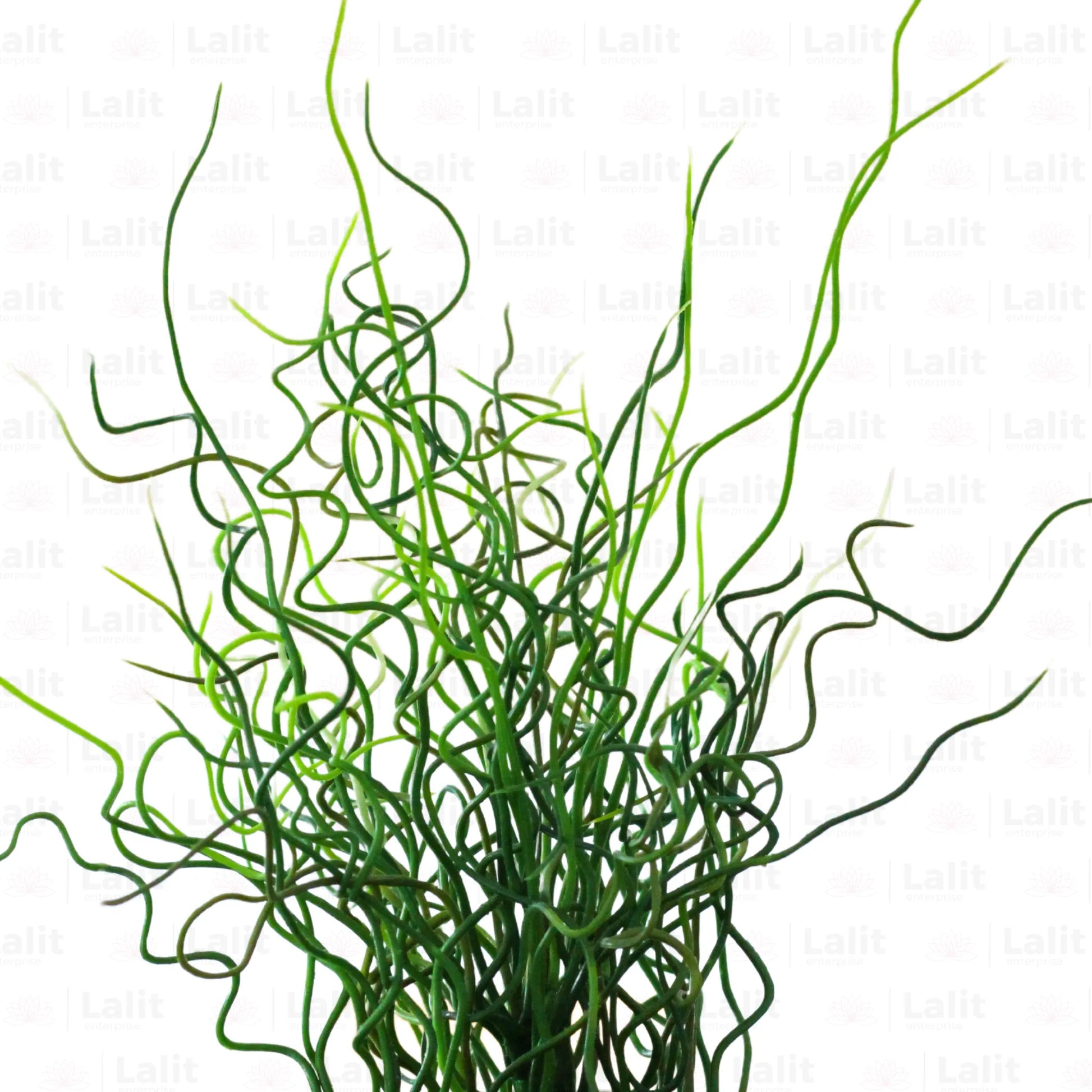 Buy Juncus Effusus ‘Spiralis' - Plant Online at Lalitenterprise