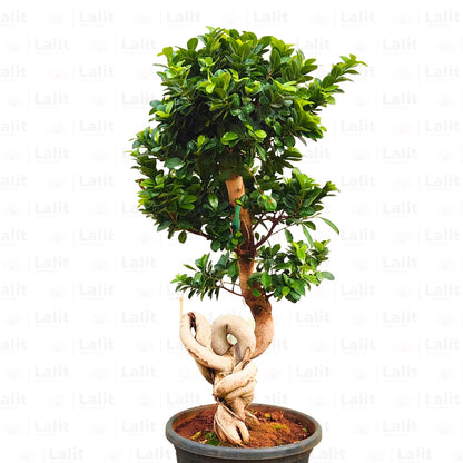 Buy Ficus Moclame (Knotted Ficus) "Bonsai" - Plant Online at Lalitenterprise